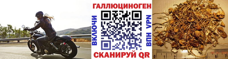 продажа наркотиков  Олёкминск  Галлюциногенные грибы Psilocybine cubensis 